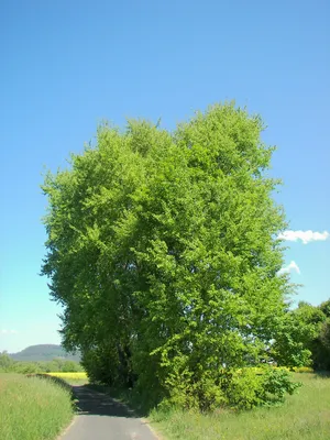Осина дерево  фото