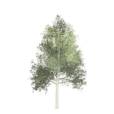 Стойкость осины: фото гордого деревца, выдержавшего испытание временем