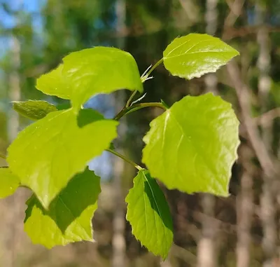Осина: фото листьев в формате Full HD