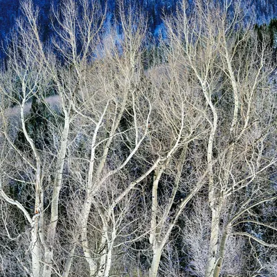 Зимние краски: Фотографии Осины в различных форматах