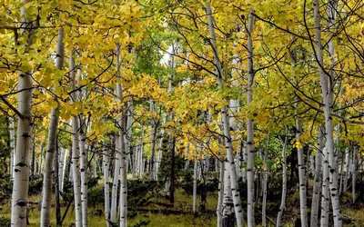 Фотография осинового дерева и его впечатляющая крона