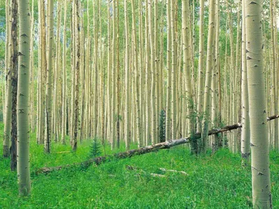 Фотография осинового дерева в формате jpg