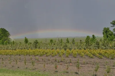 Рисунок осокора в арт-стиле