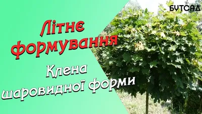 Осокор дерево: медитативная красота в лесу.