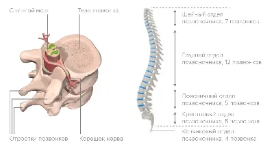 Фотка анатомии позвоночника: изображение в PNG формате