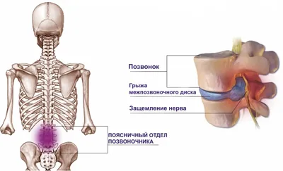 Позвонки человека: PNG изображение высокого качества