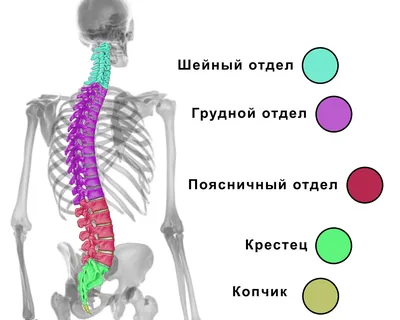 Картинка позвоночника человека: PNG формат, высокое разрешение