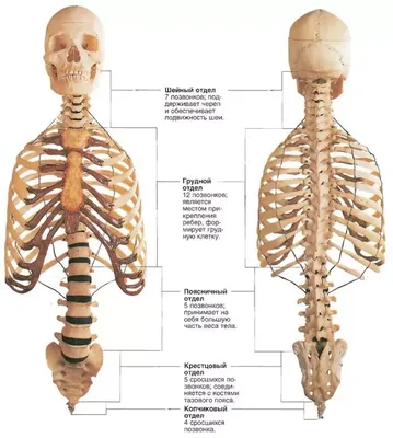 Позвоночник: изображение человека в PNG формате