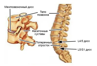 Здоровый позвоночник: фотография высокого качества