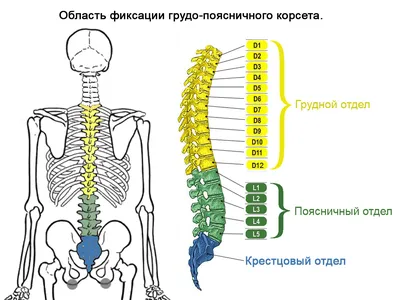 Фото позвоночника: изображение человека в формате PNG