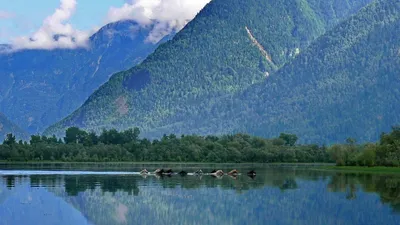 Природа Телецкого озера: Озерные фоны для вашего телефона