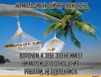 Скачать смешные фото в формате PNG, JPG, WebP