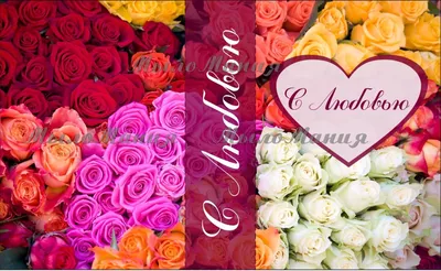 Замечательные фото с розами в формате jpg и возможностью выбора размера