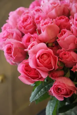 Прекрасные изображения с розами в формате webp и возможностью выбора формата и размера