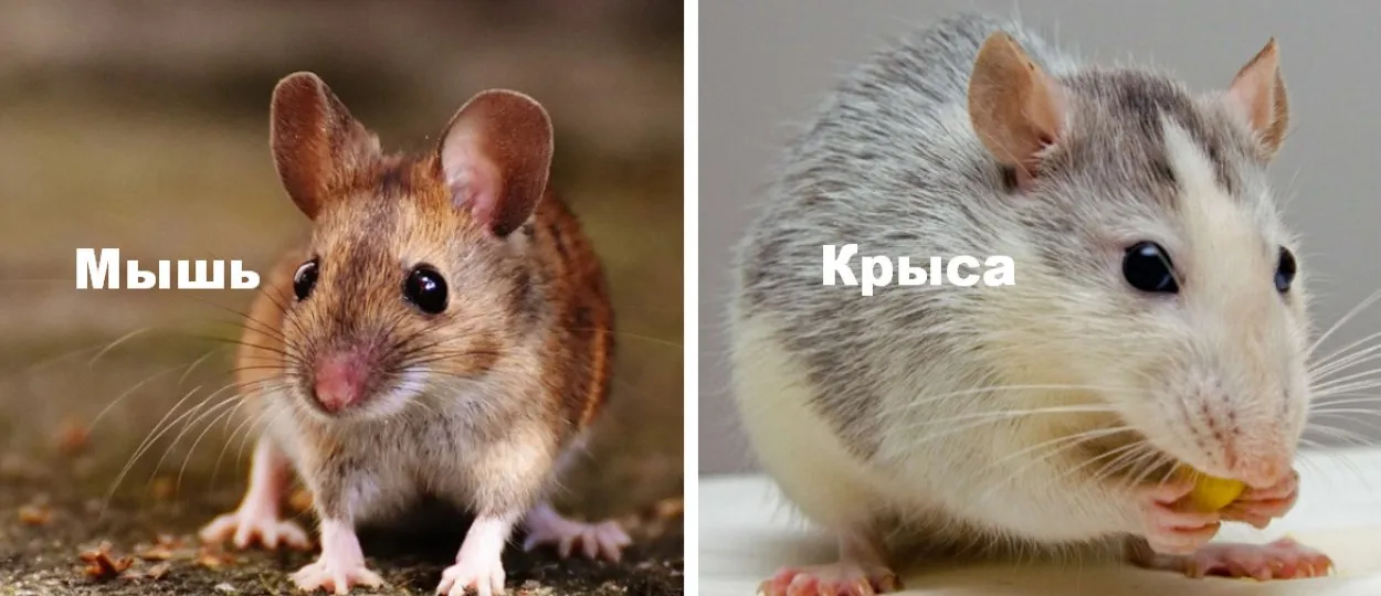 Как отличить мышь. Крыса и мышь отличия. Крысенок и мышонок отличия. Отличие мыши от крысенка. Мышь и крысенок отличия.
