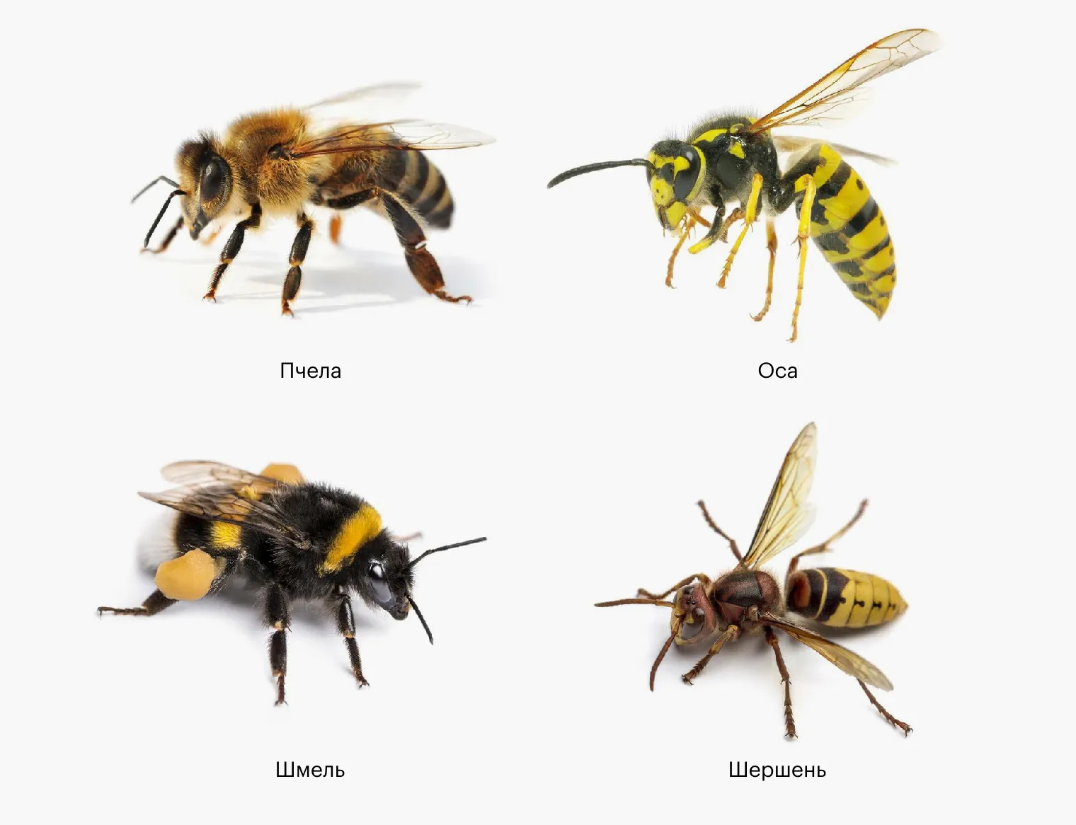Различия пчел