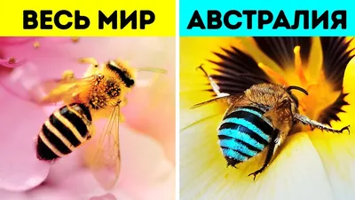 HD фото пчелы