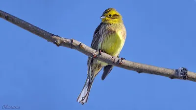 Фотографии птиц на странице Овсянка: разные размеры для скачивания