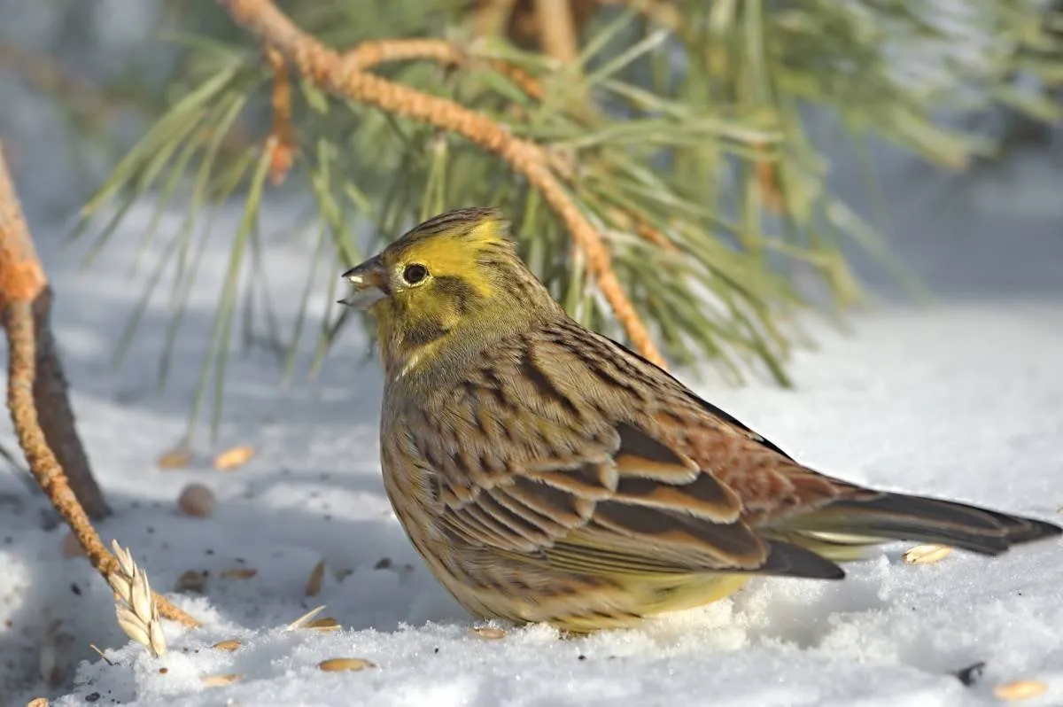 Овсянка птица. Emberiza citrinella. Обыкновенная овсянка. Овсянка обыконовеннаяптица. Зябликовая овсянка.