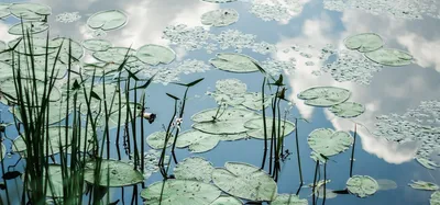 Озеро Данилово: оазис спокойствия в суете современного мира