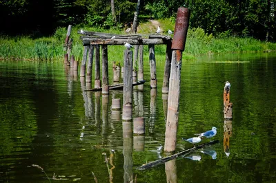 HD изображения озера Лесное Сергиев Посад для скачивания в формате JPG