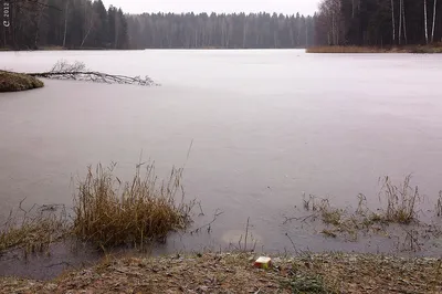 WEBP картинки озера лесного Сергиев Посад