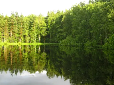 Изображение озера лесное сергиев посад в формате Full HD