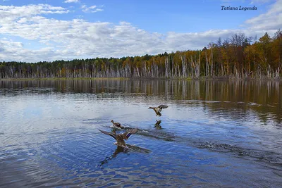 Новые фотографии Озера Линево