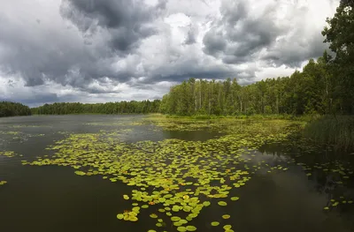 Фото на андроид: погрузитесь в природу с озером Сапшо