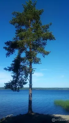 Уникальные моменты на озере Суходольском, запечатленные на фото