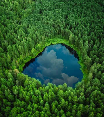 Озеро в лесу  фото