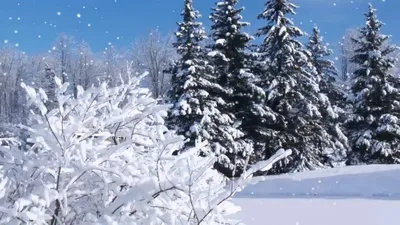 Зимняя сказка: фотографии падающего снега