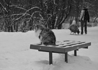 Ловите момент: снежные хлопья на фото