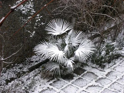 Зимний рай на фотографиях: Пальмы под снегом