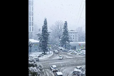 Удивительный фон с пальмами и снегом