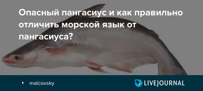 Фотка пангасиуса морского языка - изображение в формате webp, среднее качество