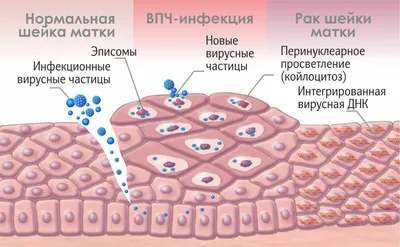 Визуальное исследование Папилломавируса: Размеры изображений