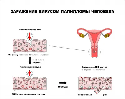 Форматы изображений: JPG, PNG, WebP для Папилломавируса человека