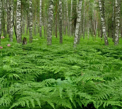 Лесные мотивы: красивые папоротники на фотографиях