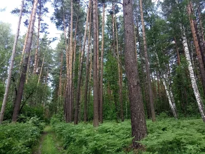 Фотография лесного пейзажа в 4K: яркость красок природы