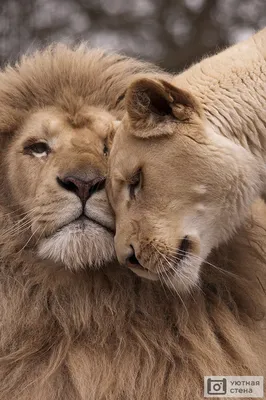 Уникальное фото пары Львов в формате png