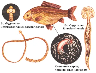 Картинка паразитов аквариумных рыб: Волосатик Грутницки