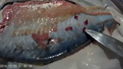 Фотографии паразитической инфекции в рыбе: исследование основных симптомов