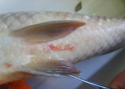 Фото, изображения и фотографии паразитарных заболеваний рыбы: точная диагностика