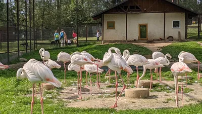 Фотографии птиц Калуги в разрешении HD: Разглядывайте детали каждого оперения