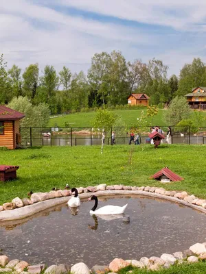 Фотографии птиц Калуги: Отражение неповторимости и величия природы