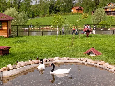 Фотографии захватывающих птиц в Калужской области