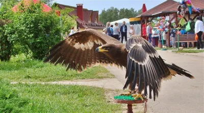 Картинки парка птиц в Калужской области