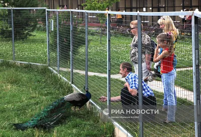 Фото красочных птиц, обитающих в Калужской области