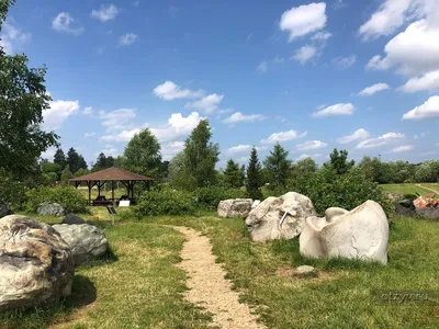 Фотографии разнообразных птиц в Калужской области